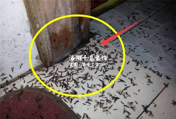 衛(wèi)生間滋生蟻蟲